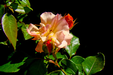 BLÜTEN