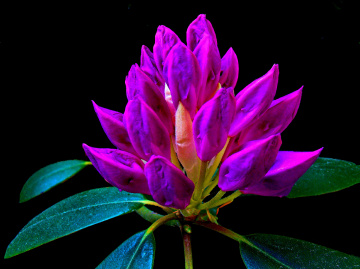 BLÜTEN