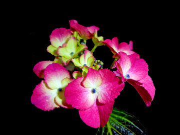 BLÜTEN