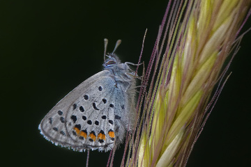 Himalaya Mavisi Kelebek
