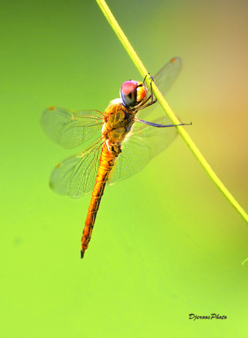 Dragonfly
