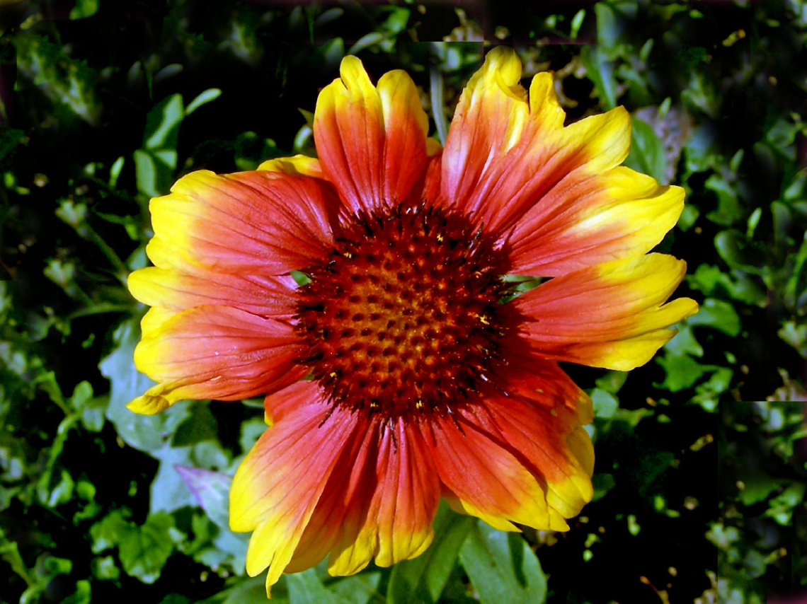 BLÜTE