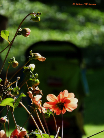 blossoms