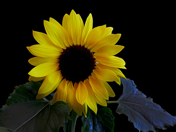 BLÜTE