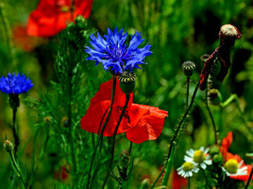 BLÜTEN