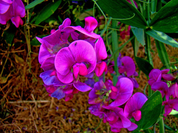 BLÜTEN