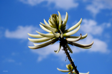Flor branca