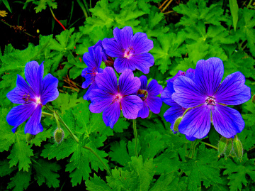 BLÜTEN
