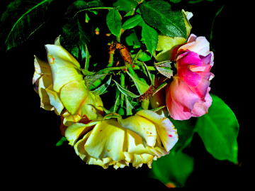 BLÜTEN
