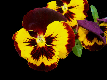 BLÜTEN