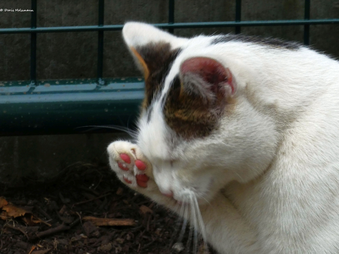 Neighbour's cat 