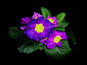 BLÜTEN