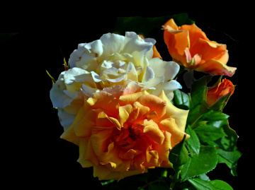 BLÜTEN