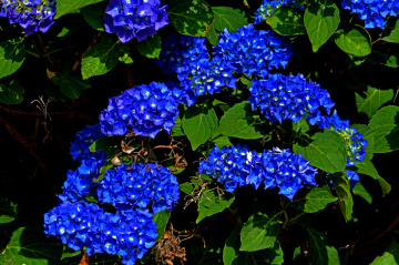 BLÜTEN