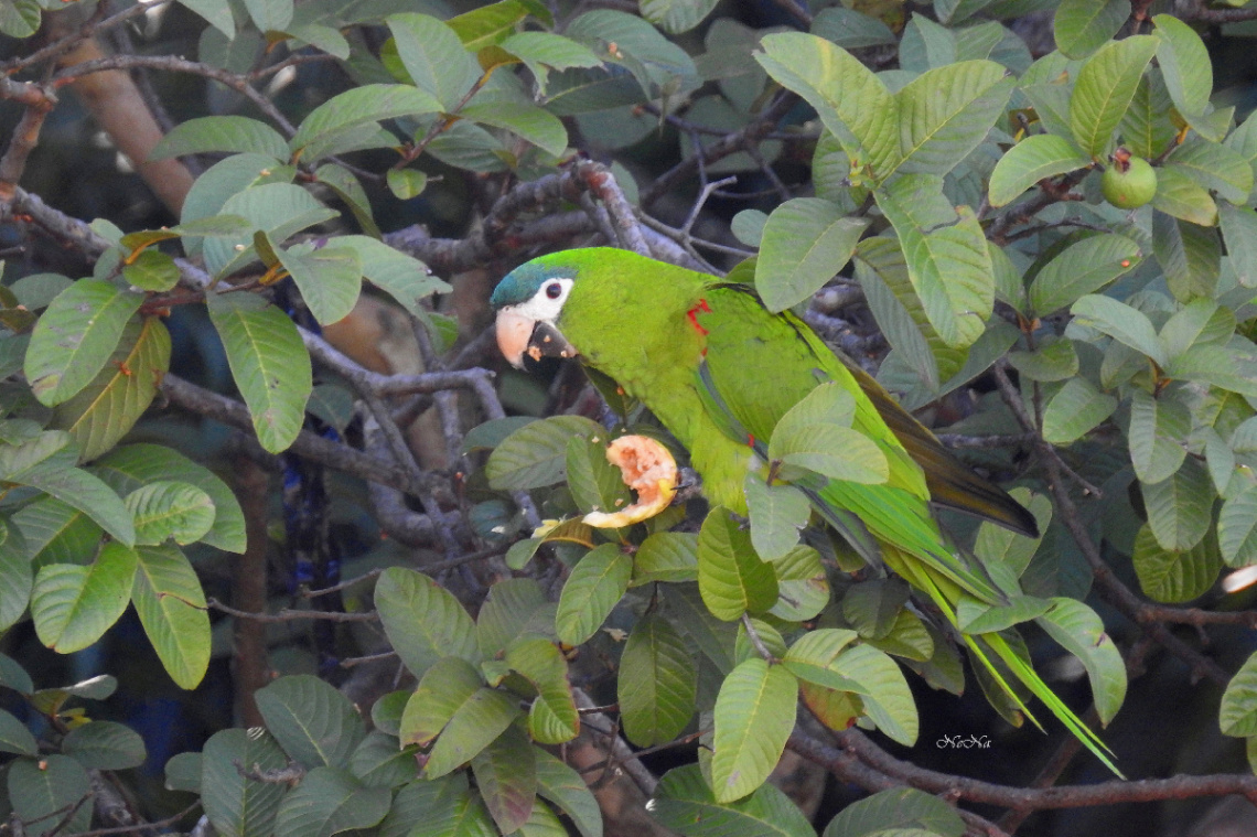 Macaw
