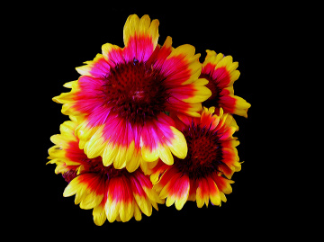 BLÜTEN