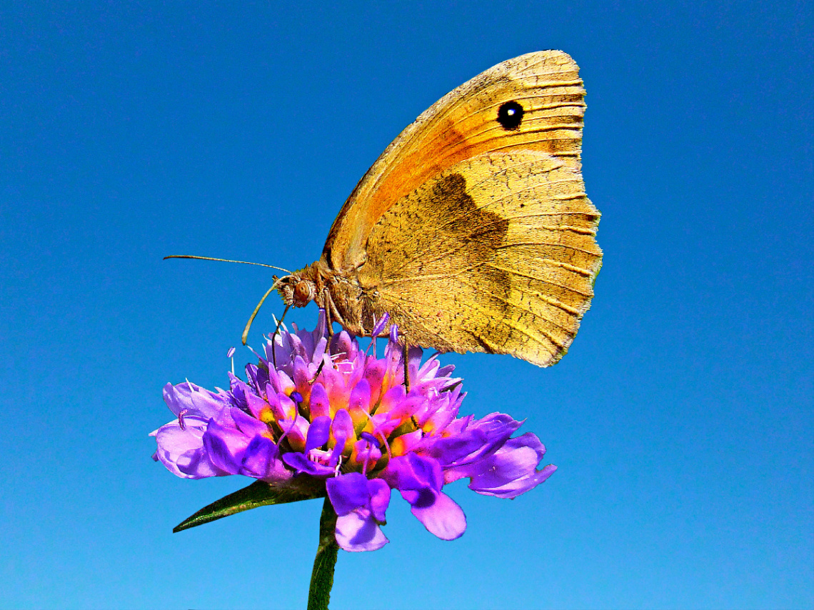 AUF EINER BLÜTE 