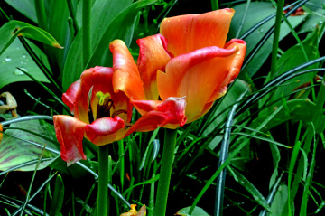 BLÜTEN