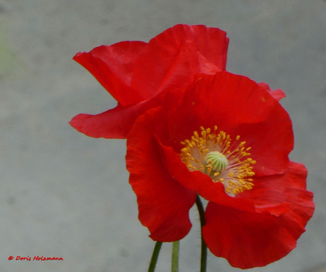 poppy flower 