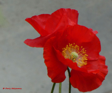 poppy flower 
