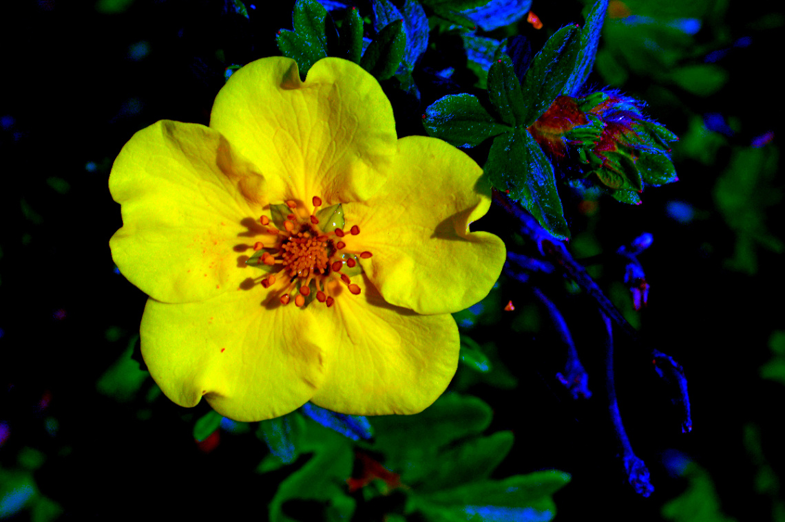 BLÜTE
