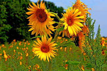 BLÜTEN