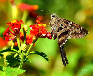 Mariposa