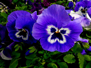 BLÜTEN