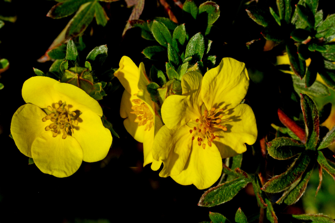 BLÜTEN