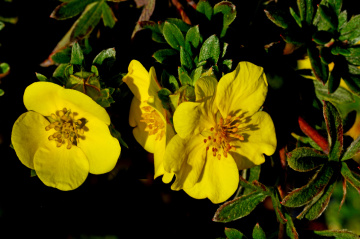 BLÜTEN