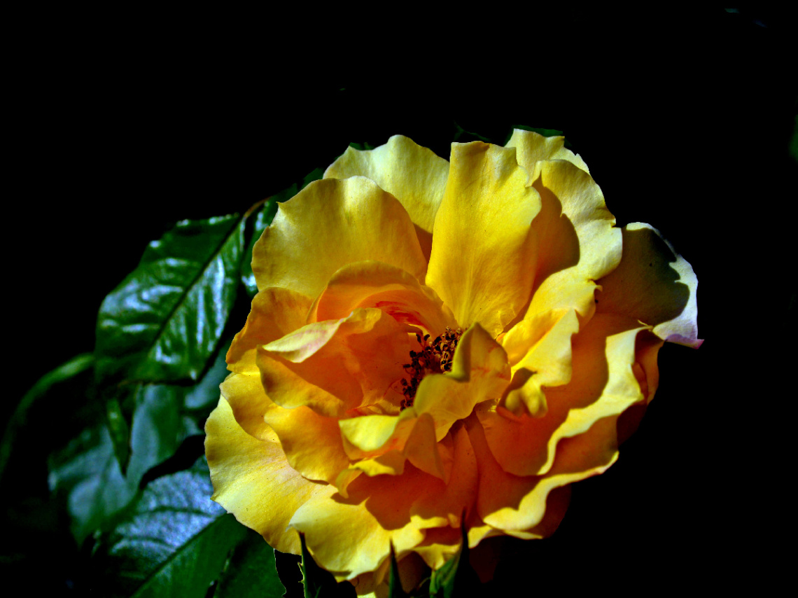 BLÜTE