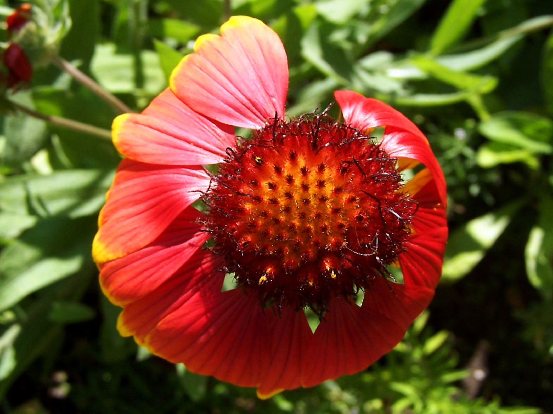 BLÜTE