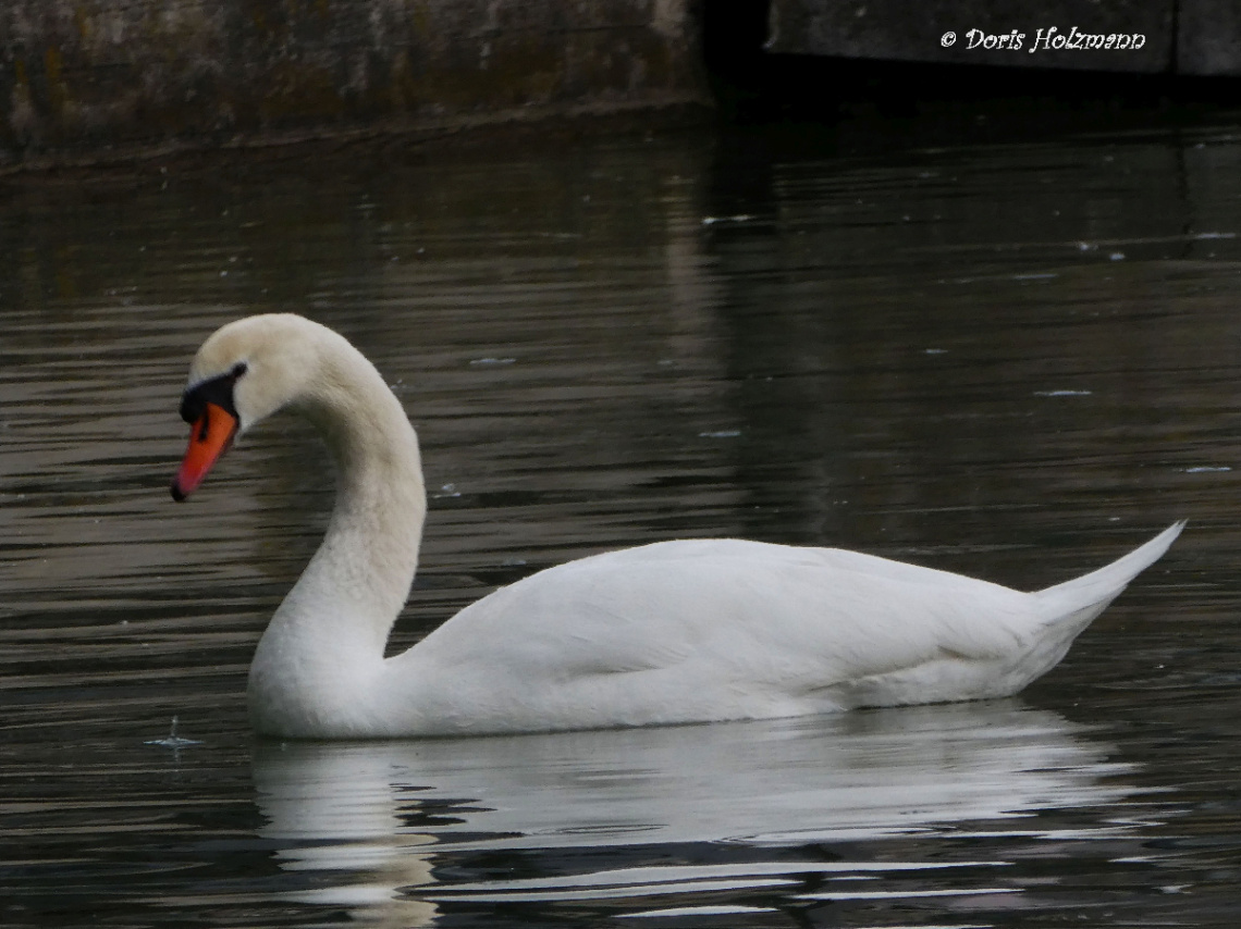swan