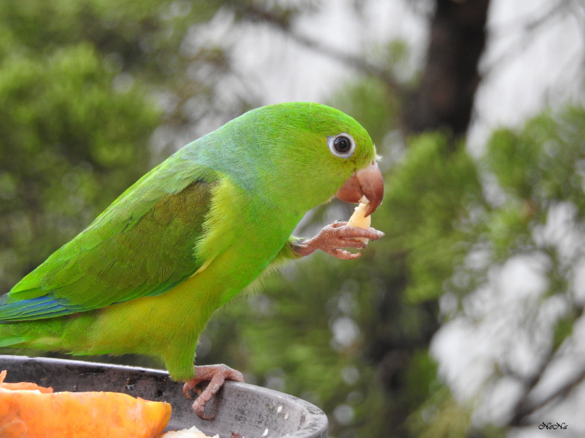 Periquito