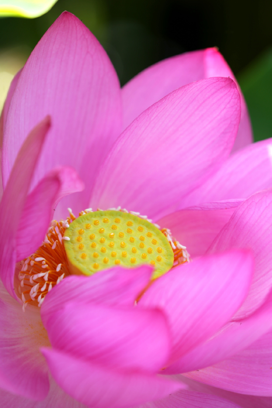 Lotus 
