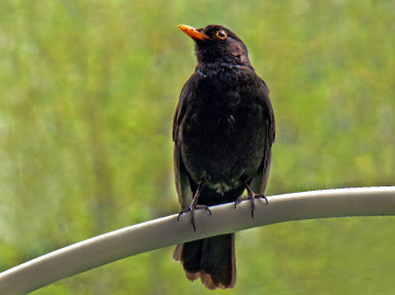 VOGEL