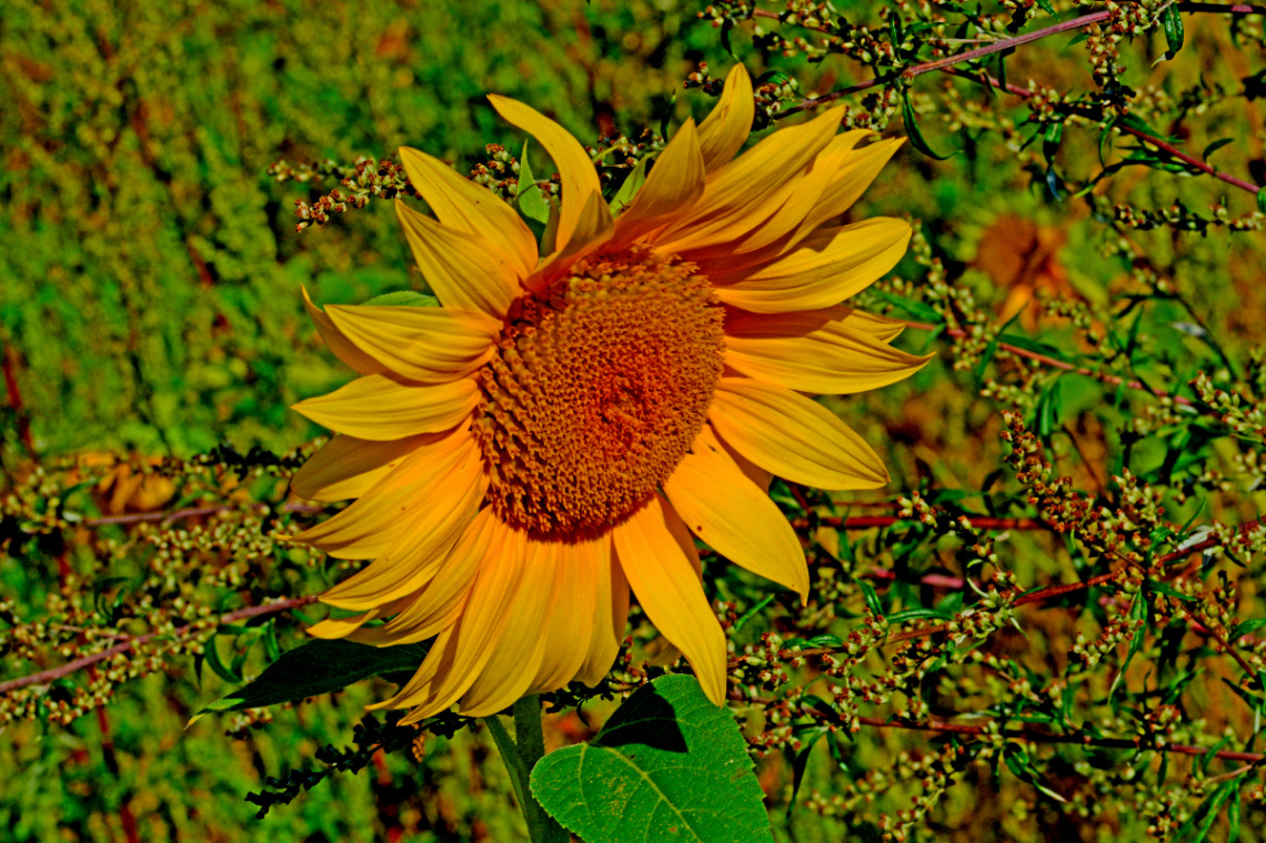 BLÜTE