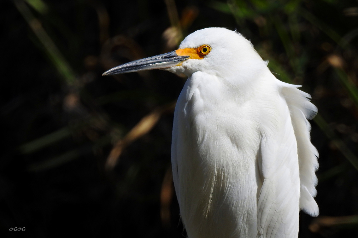 Garça branca pequena