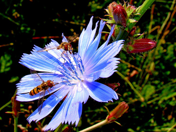 BLÜTE MIT BESUCH 
