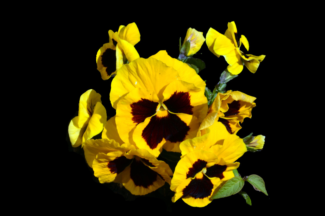 BLÜTEN