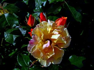 BLÜTEN