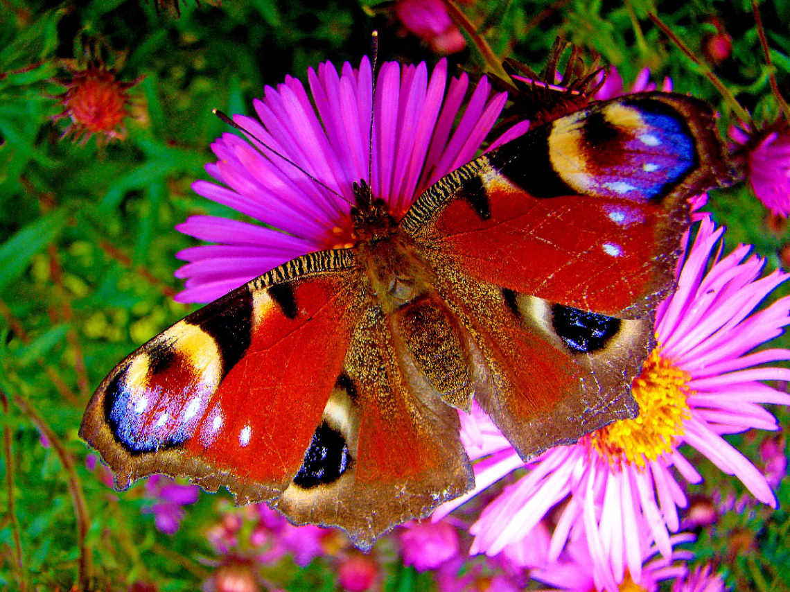 BLÜTEN MIT BESUCH  