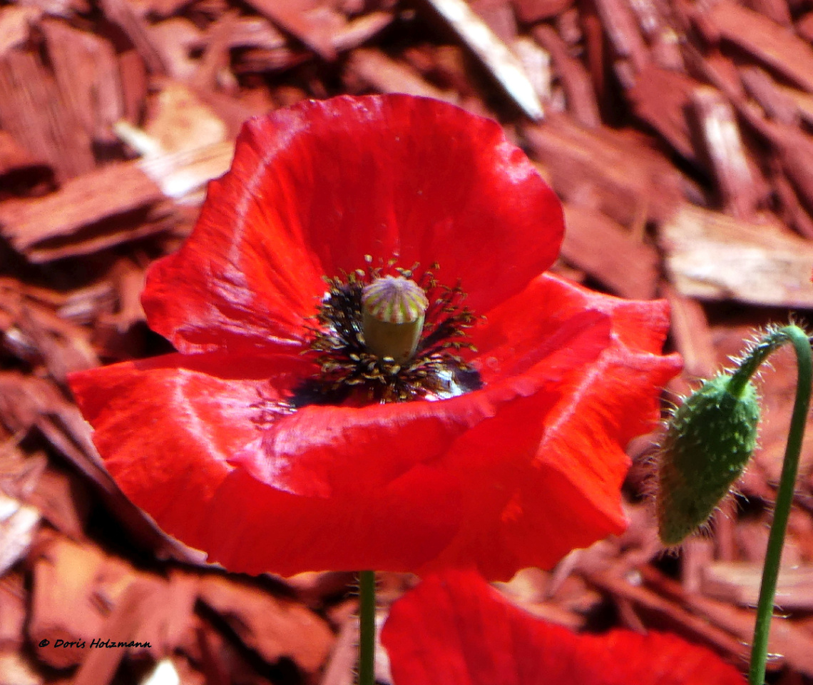 poppy