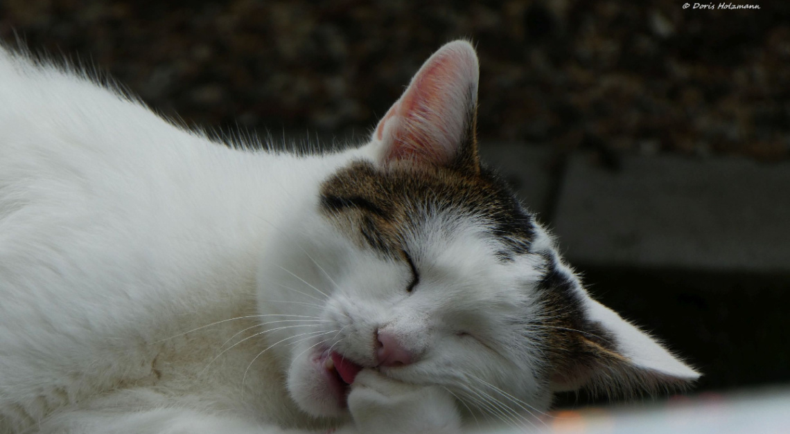 Neighbour's cat 