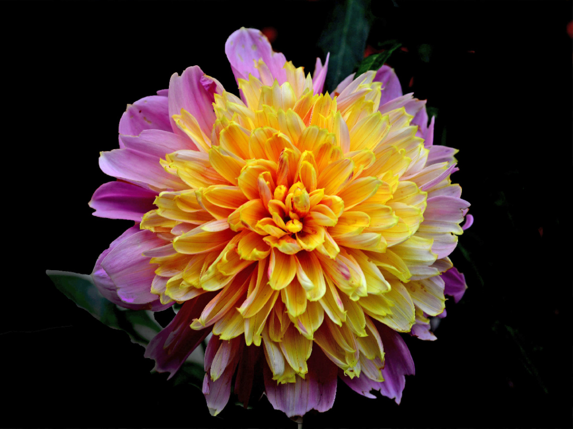 BLÜTE