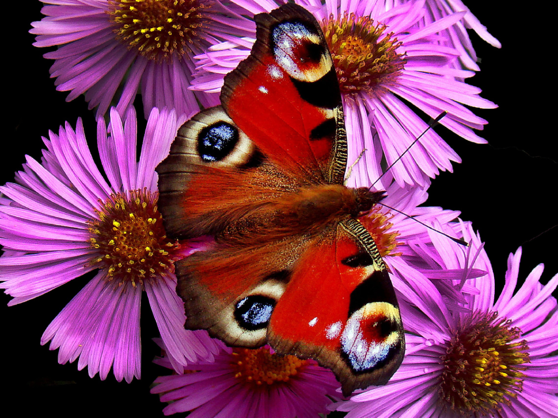 BLÜTEN MIT BESUCH