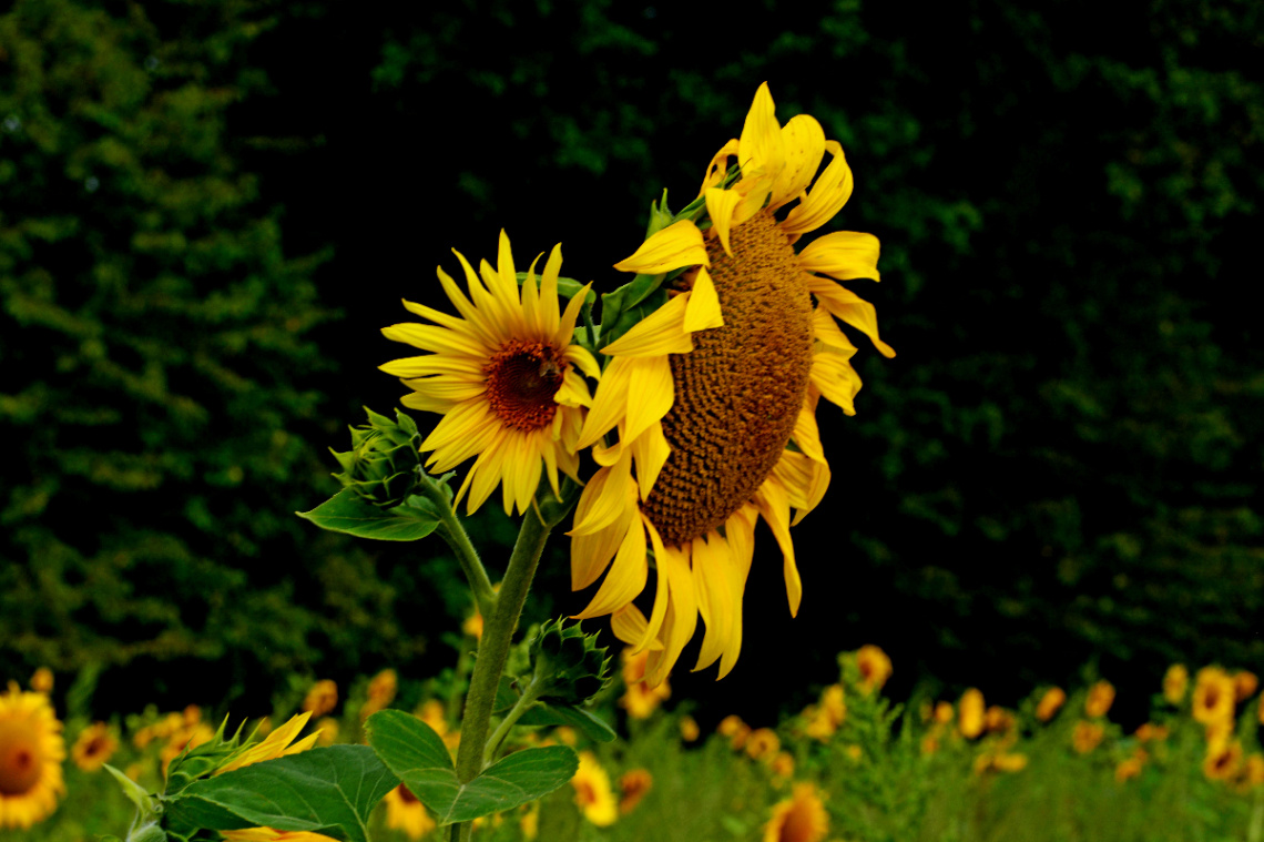 SONNENBLUMEN 