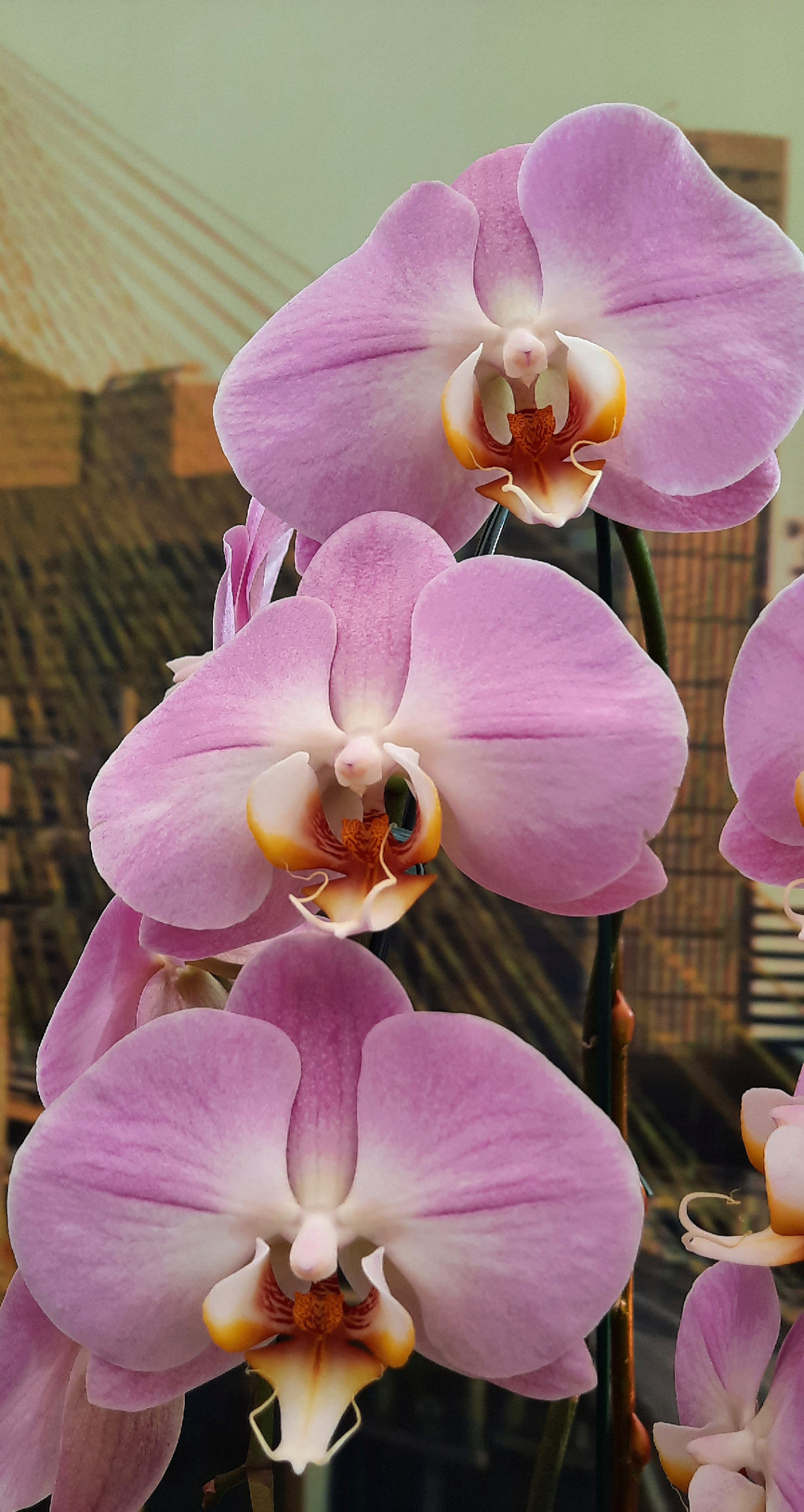 Orquídeas 
