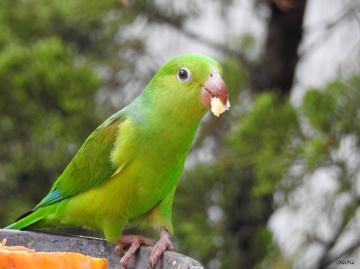 Periquito