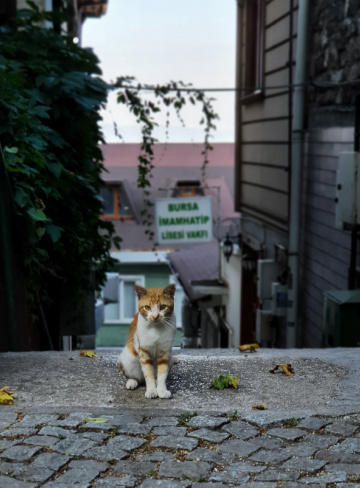 Bursa 
